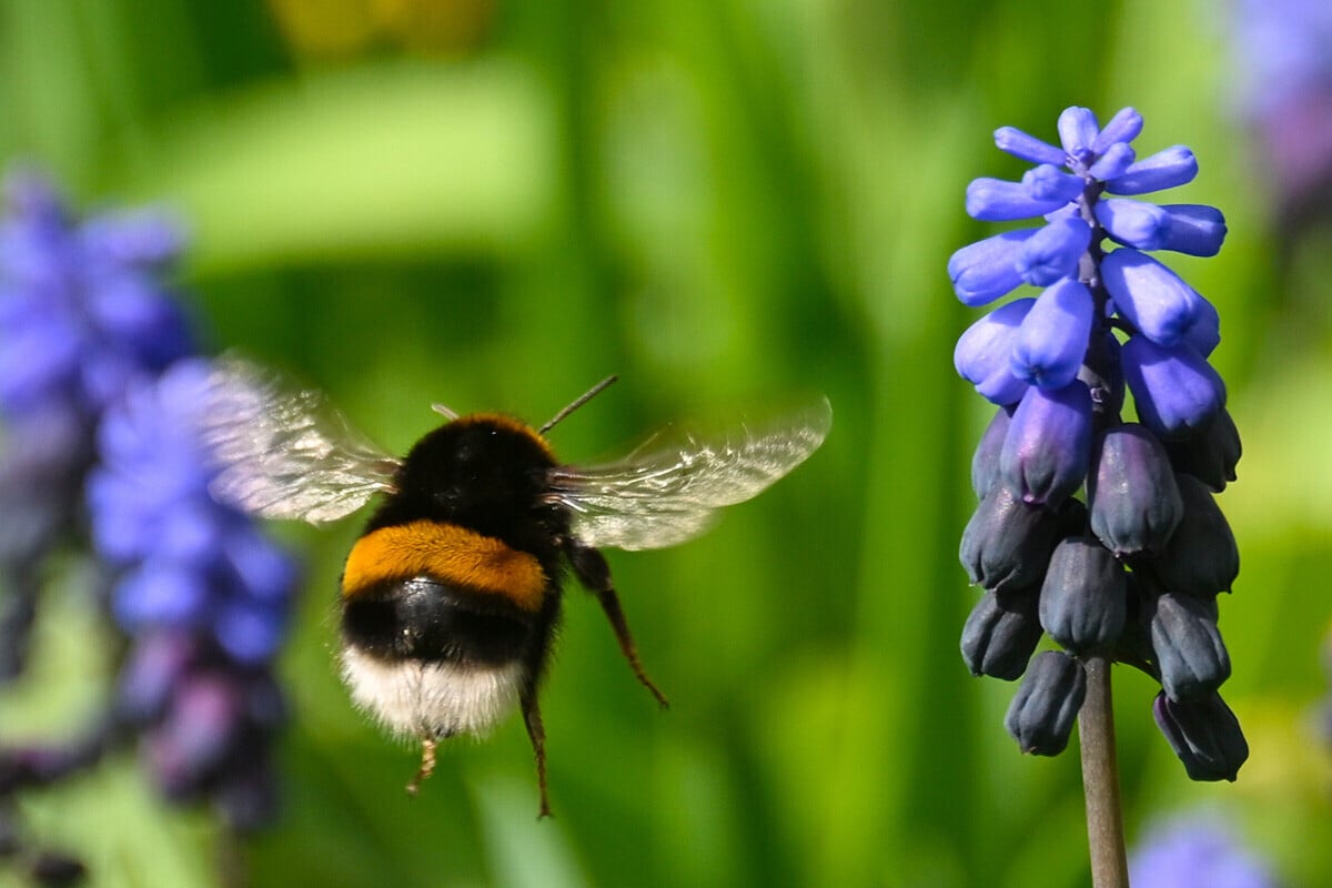 Vojáci pomáhajú záhradníkom