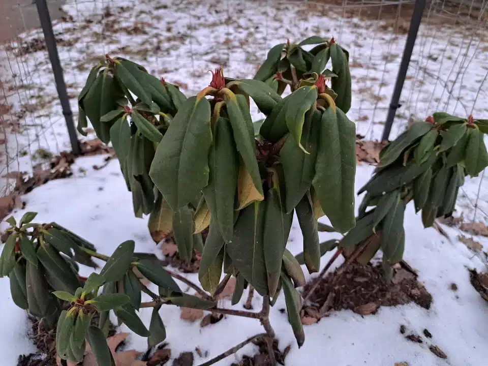 V februári prihnojte svoje rododendrony. Tento jednoduchý trik im umožní do mája pokryť sa kvetmi.