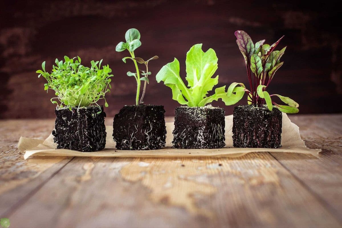 Už žiadne kvetináče. V Európskej únii sa chystá nový zákaz.