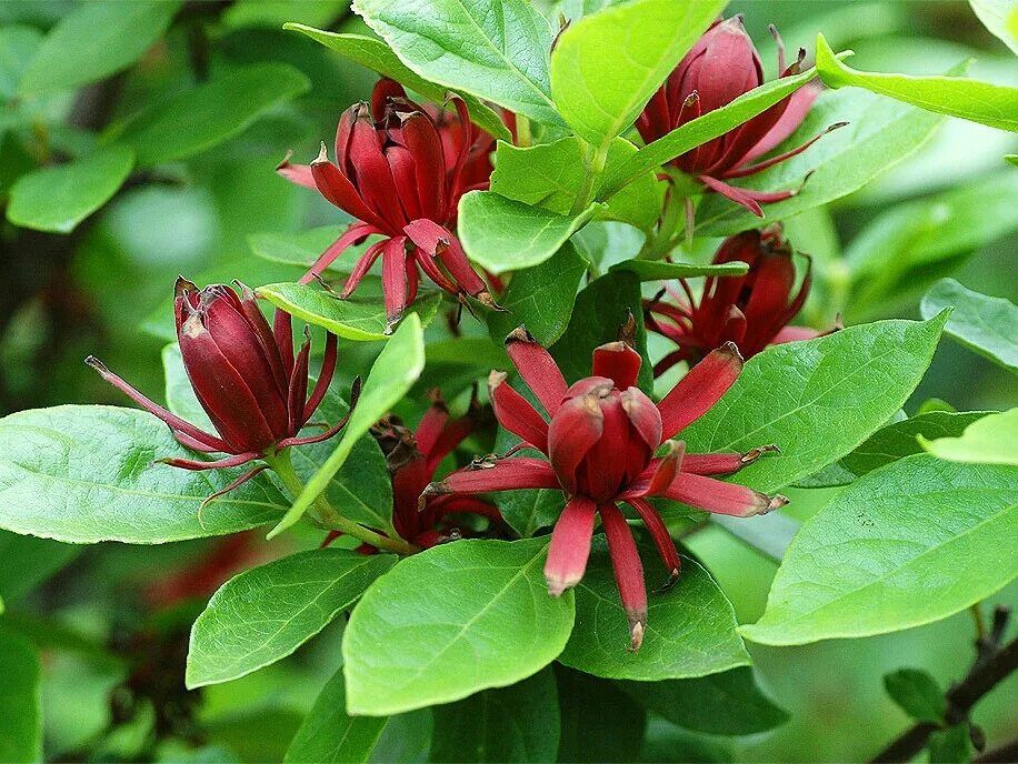 Pôsobivé trvalky pre lenivcov: bohaté kvitnutie celé leto bez väčšej námahy.
