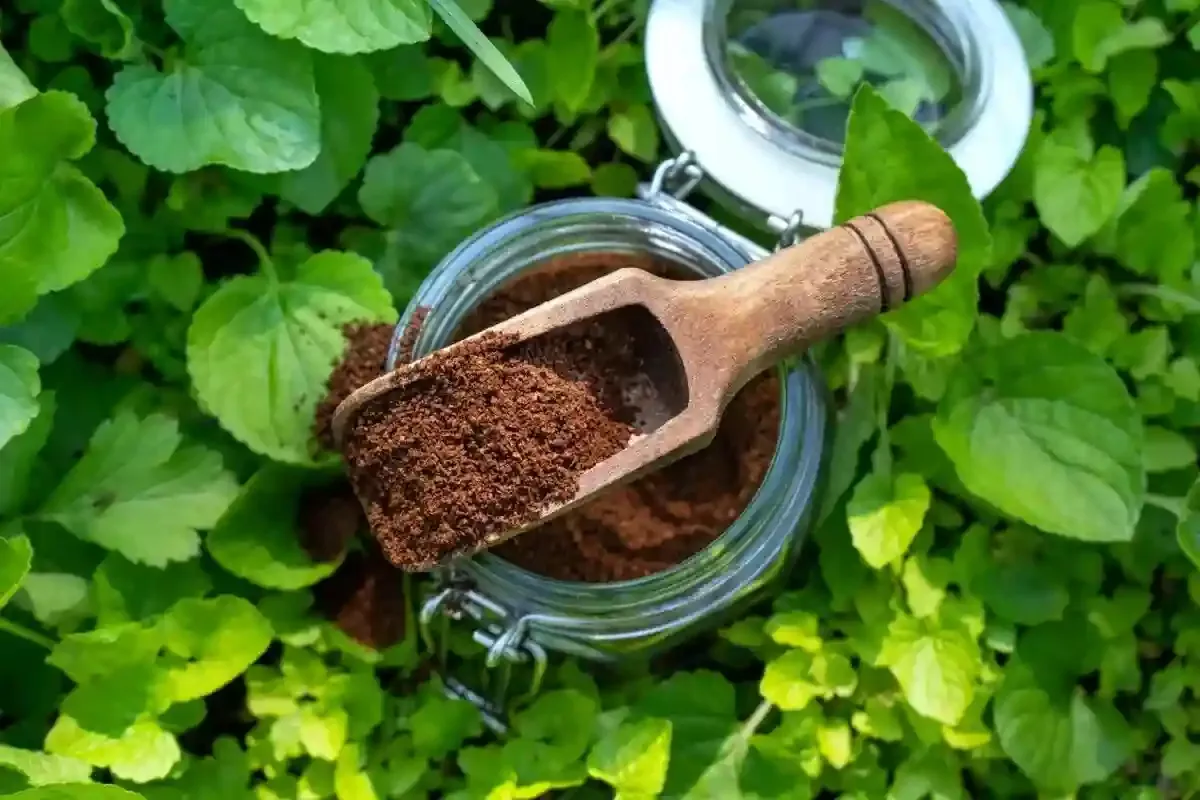 Kávová usadenina na trávniku: koľko je potrebné naniesť, aby bol trávnik hustejší a zelenší bez tvorby plesne?