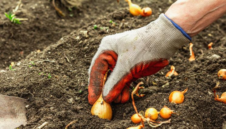 Záhradkársky kalendár: V februári vysádzame zelenú cibuľu a cesnak do otvorenej pôdy.