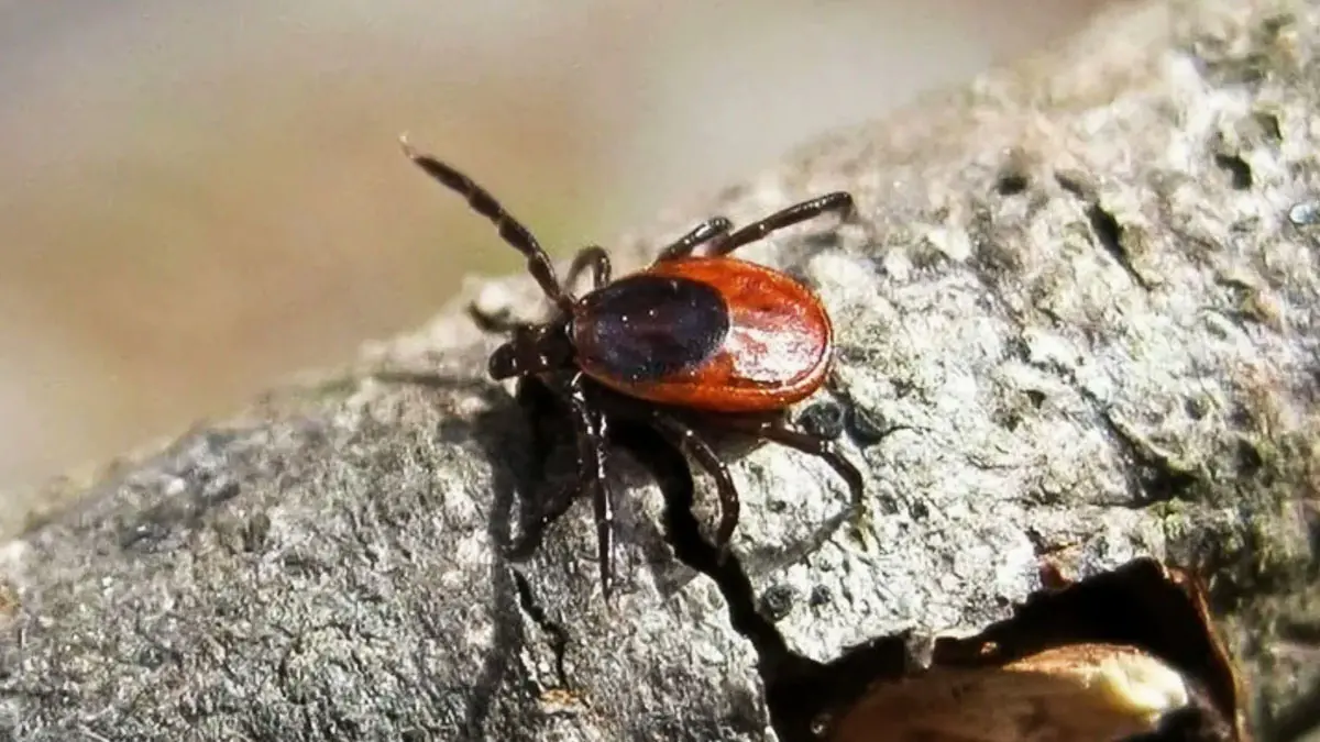 Je to pravda? Čím chladnejšia je zima, tým menej škodcov je v lete.