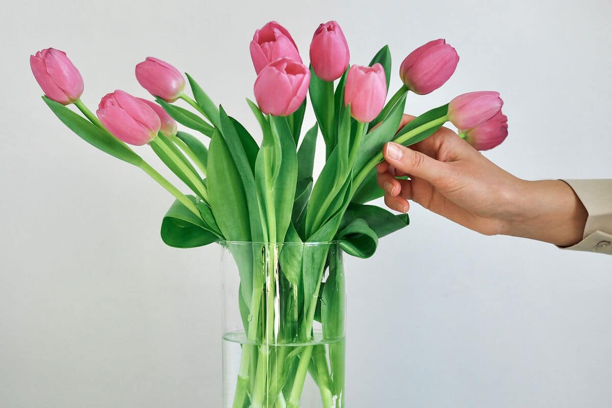 Bez toho tulipány vo váze po 1 dni zvädnú. Ako predĺžiť životnosť rezaných tulipánov