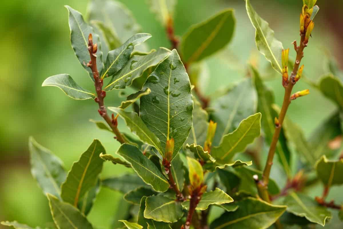 Zmiešanie bobkového listu a jedlej sódy: načo je to dobré a prečo sa to odporúča.