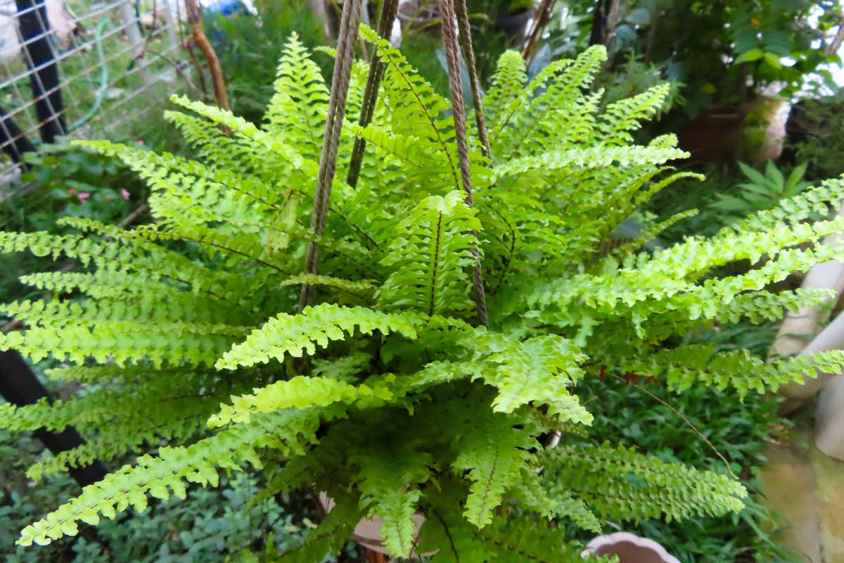 Umístěte do ložnice jednoduchú rastlinu: vlhkosť zmizne rovnako ako pleseň.