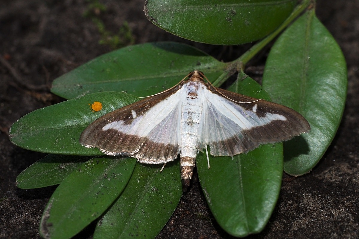 Vylejte to na zimostráz. Všetky nenasýtené larvy zahynú.