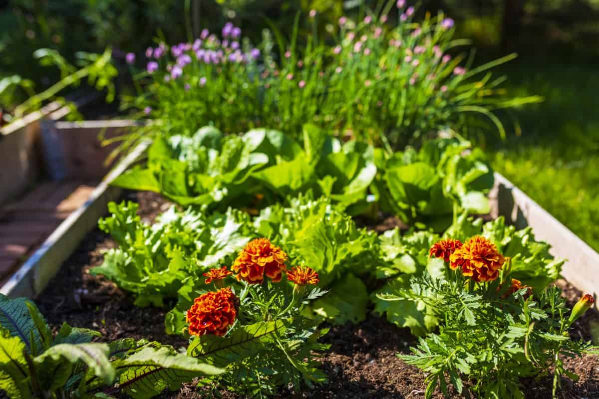 Veľké množstvo lastovičníka na vašom pozemku je dôležitým signálom: ukazuje, na čo tento burinu „upozorňuje“.