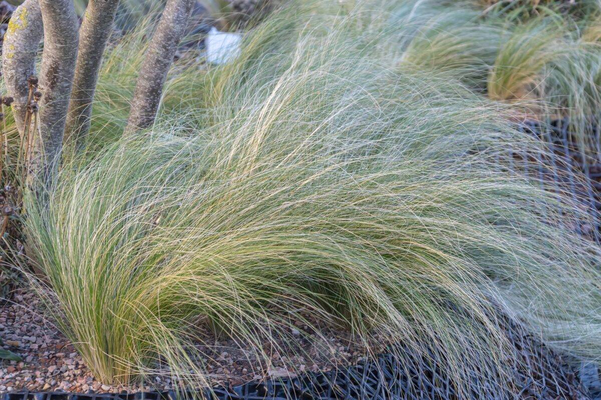 Najlepšie pôdopokryvné rastliny na potlačenie buriny: nenahraditeľný prvok vašej záhrady.