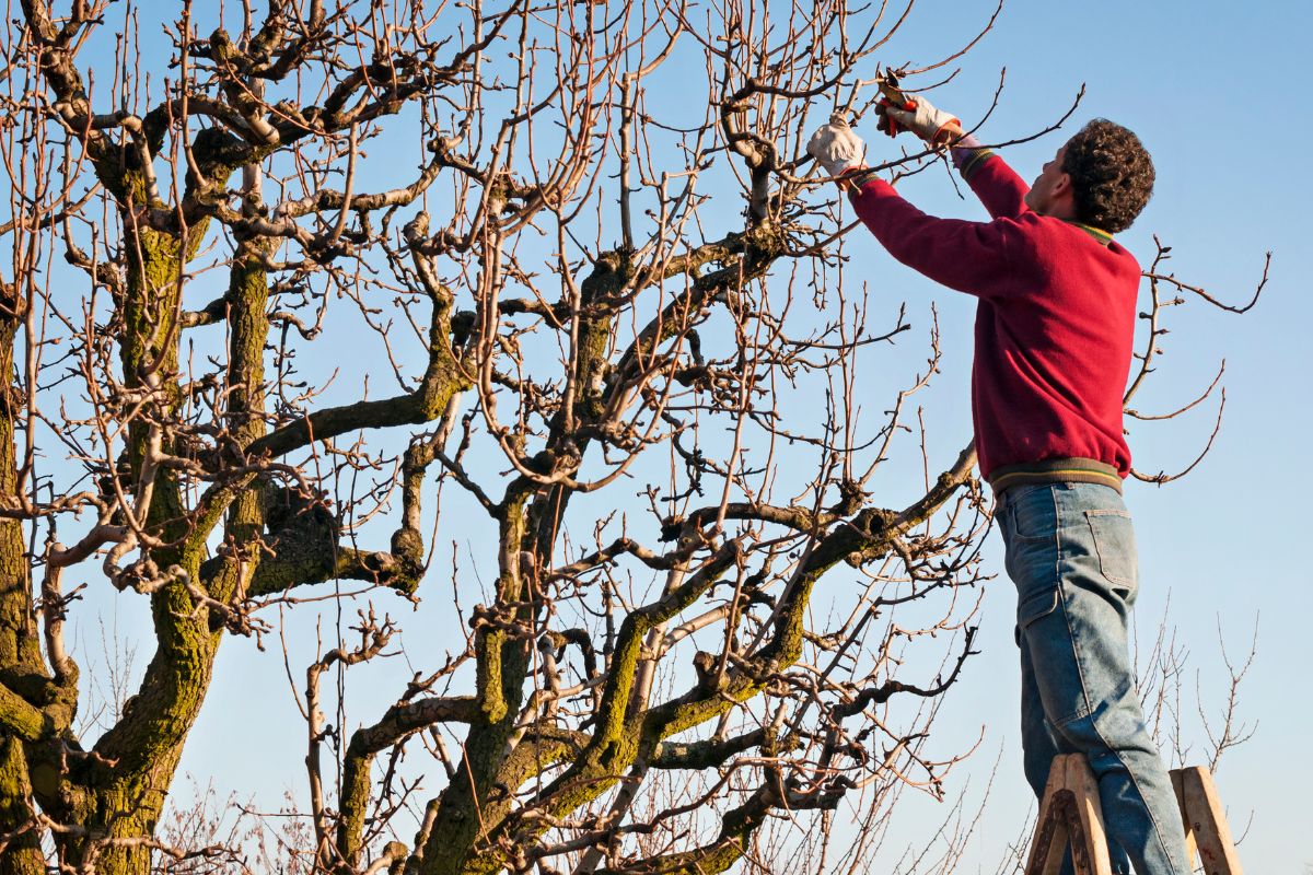 „Takmer som sa nedočkal jari“: chyba, ktorej by ste sa mali vyhnúť, ak chcete dosiahnuť rekordnú úrodu týchto 4 ovocných stromov.