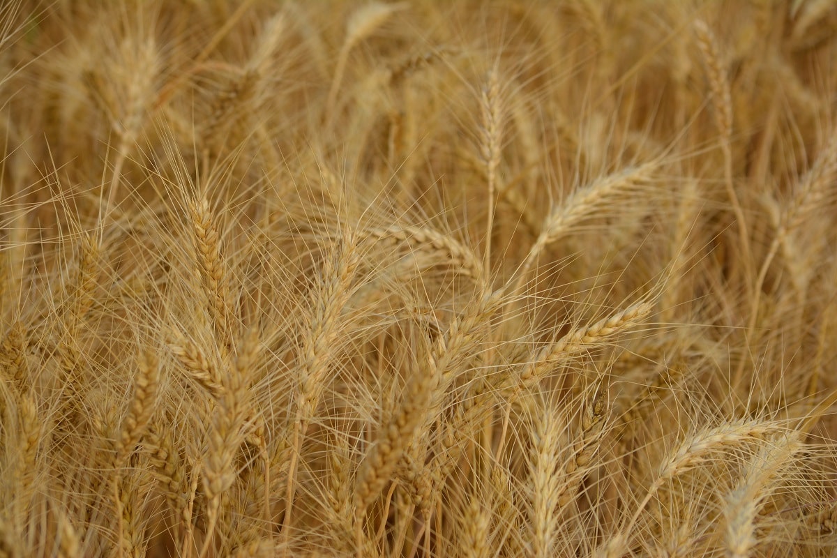 Staršie ako polba, zdravšie ako bežná pšenica. Zabudnuté zrno sa vracia na tanier