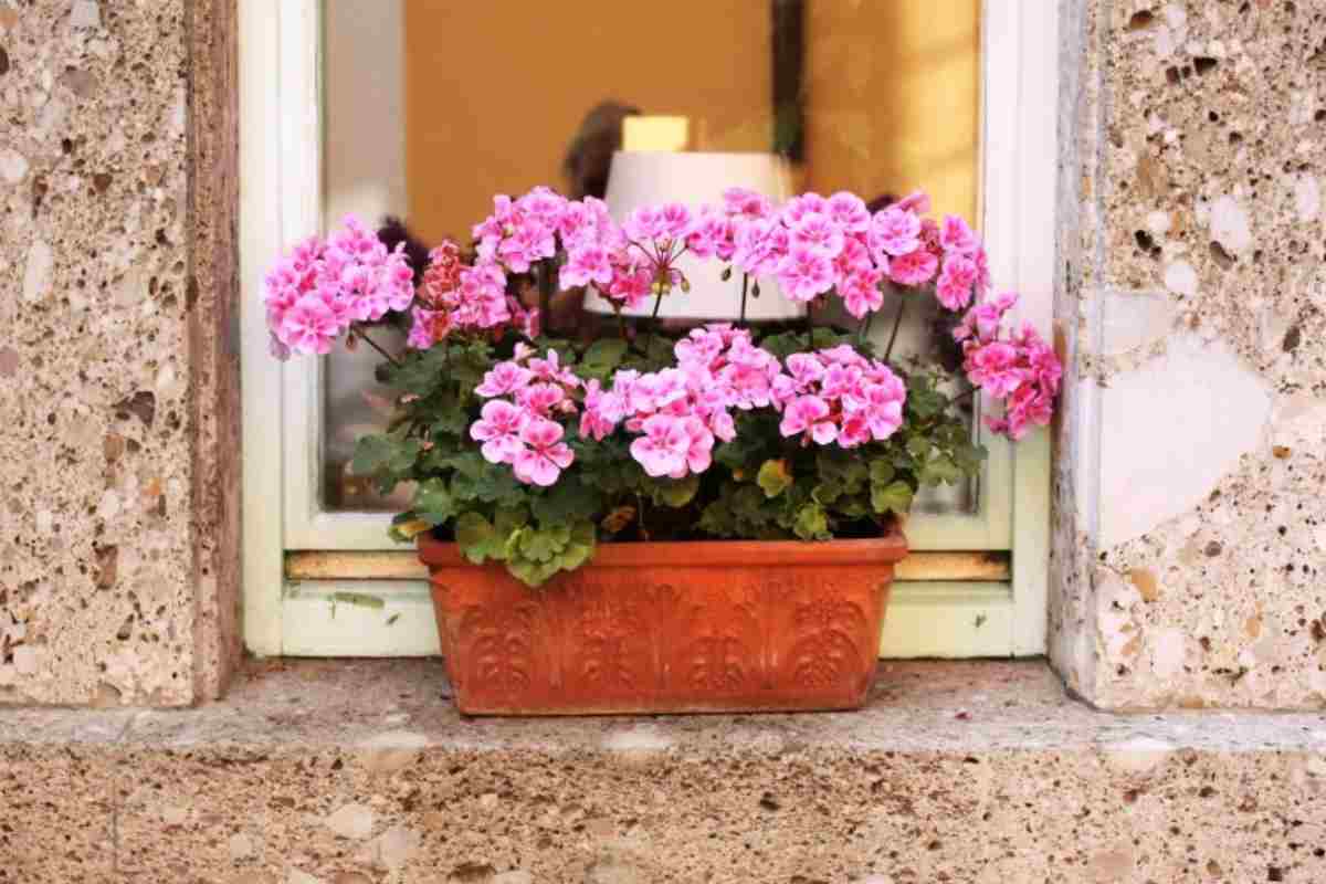 Nenechajte si ujsť túto šancu prebudiť svoje muškáty. Inak nebudú rýchlo kvitnúť.