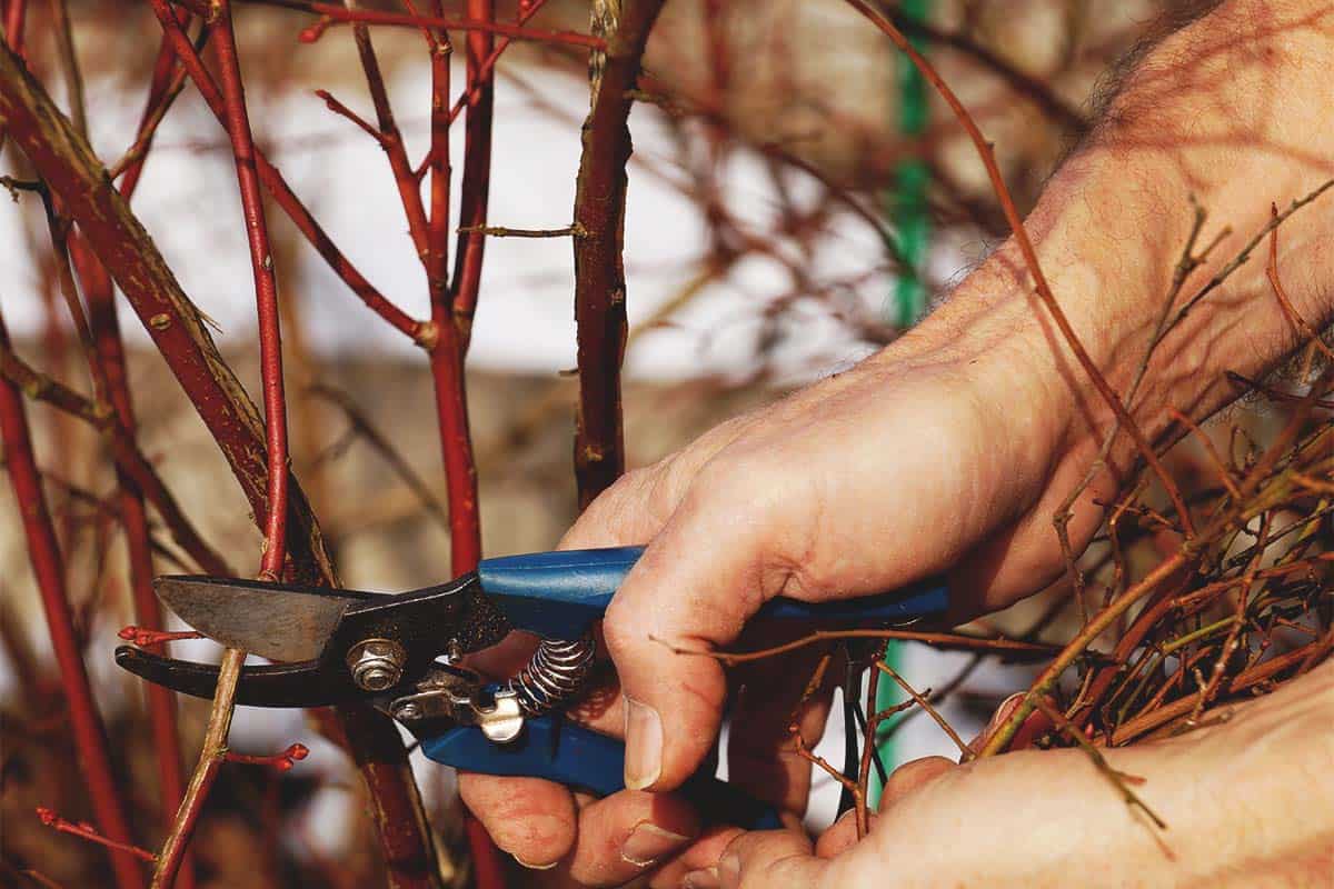 V februári si zaobstarajte nožnice na tieto 3 kríky!