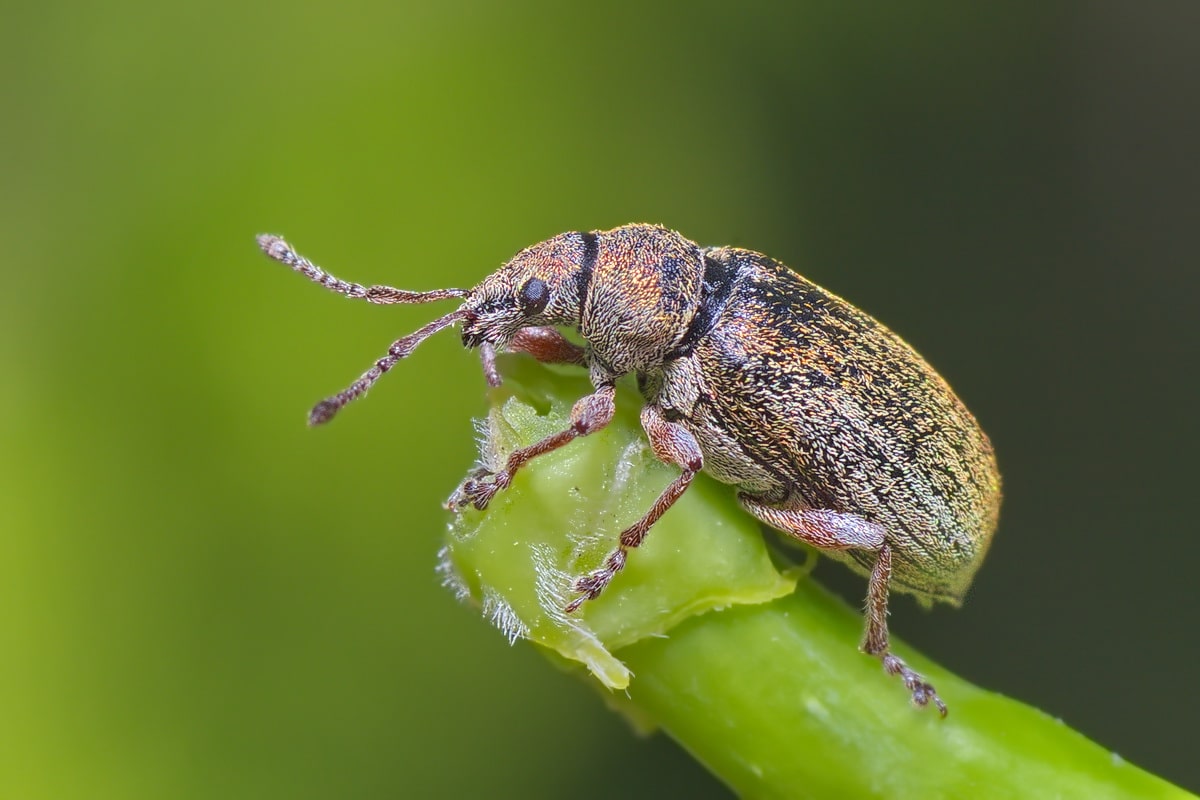 Hruškový chrobák na ovocných stromoch. Môžu ho zničiť olejové a medené spreje?