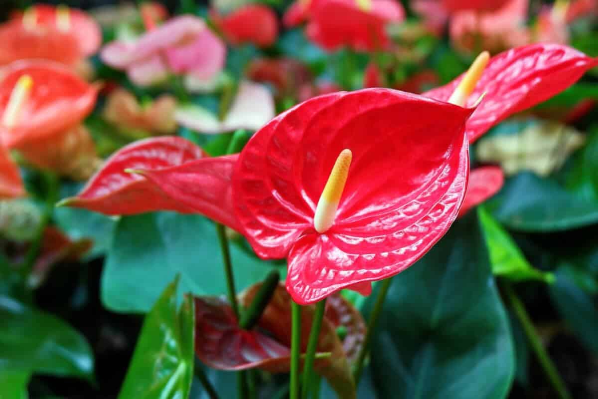 V februári nakŕmte anthurium. Zakvitne novými kvetmi
