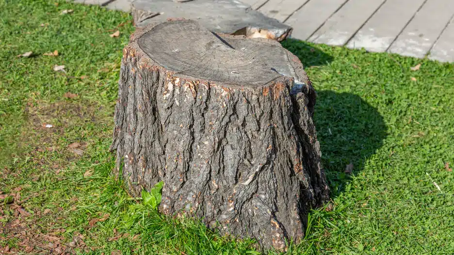 Nalejte to do kmeňa a ten sa sám rozpadne. Nie je potrebné kopať.