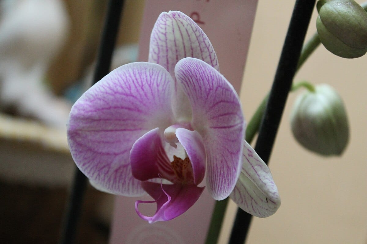 Nasypte do kvetináča pol čajovej lyžičky. Po troch týždňoch orchidea začne kvitnúť.