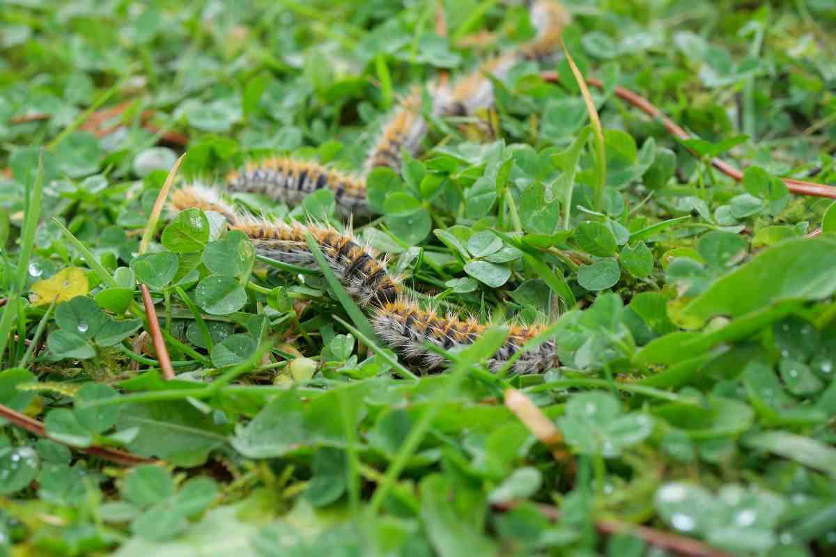 Skvelý spôsob boja proti samšitej molici. Posypte kríky kuchynským roztokom a húsenice zmiznú.