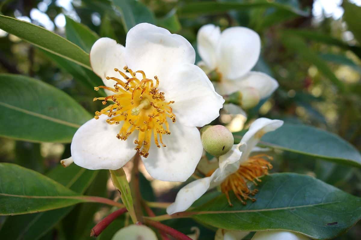 Rastie ako malý strom alebo impozantný okrasný krík. Jeho biele kvety sa vyrovnajú kvetom kamélie.