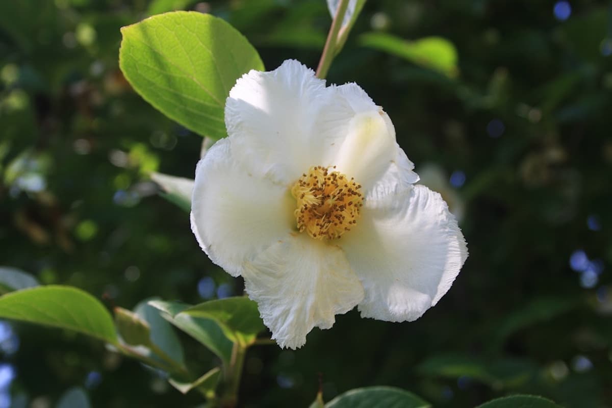 Rastie ako malý strom alebo impozantný okrasný krík. Jeho biele kvety sa vyrovnajú kvetom kamélie.