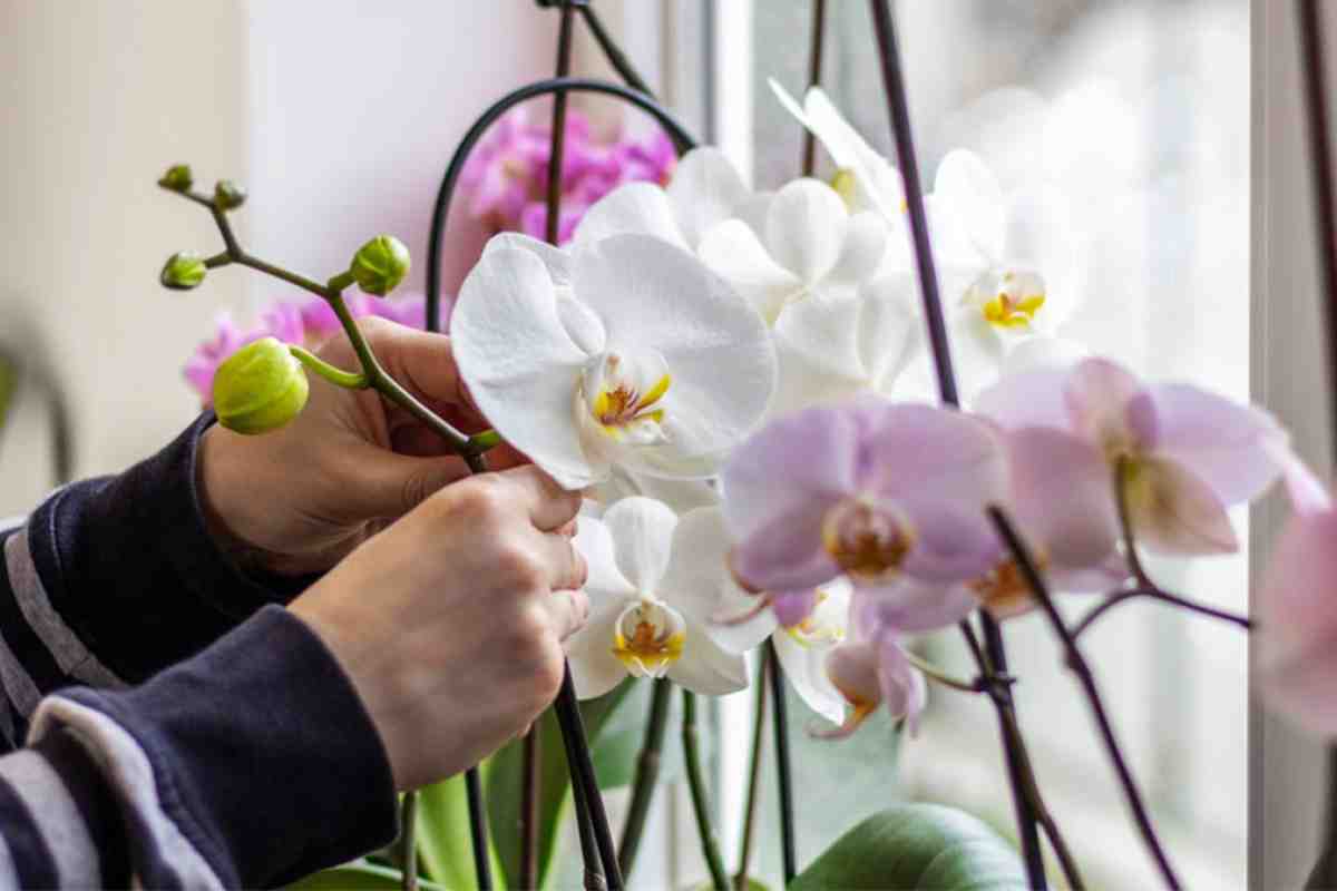 Orchidea nekvitne? Jednoduché riešenie, ktoré poslúži ako prirodzený budík.