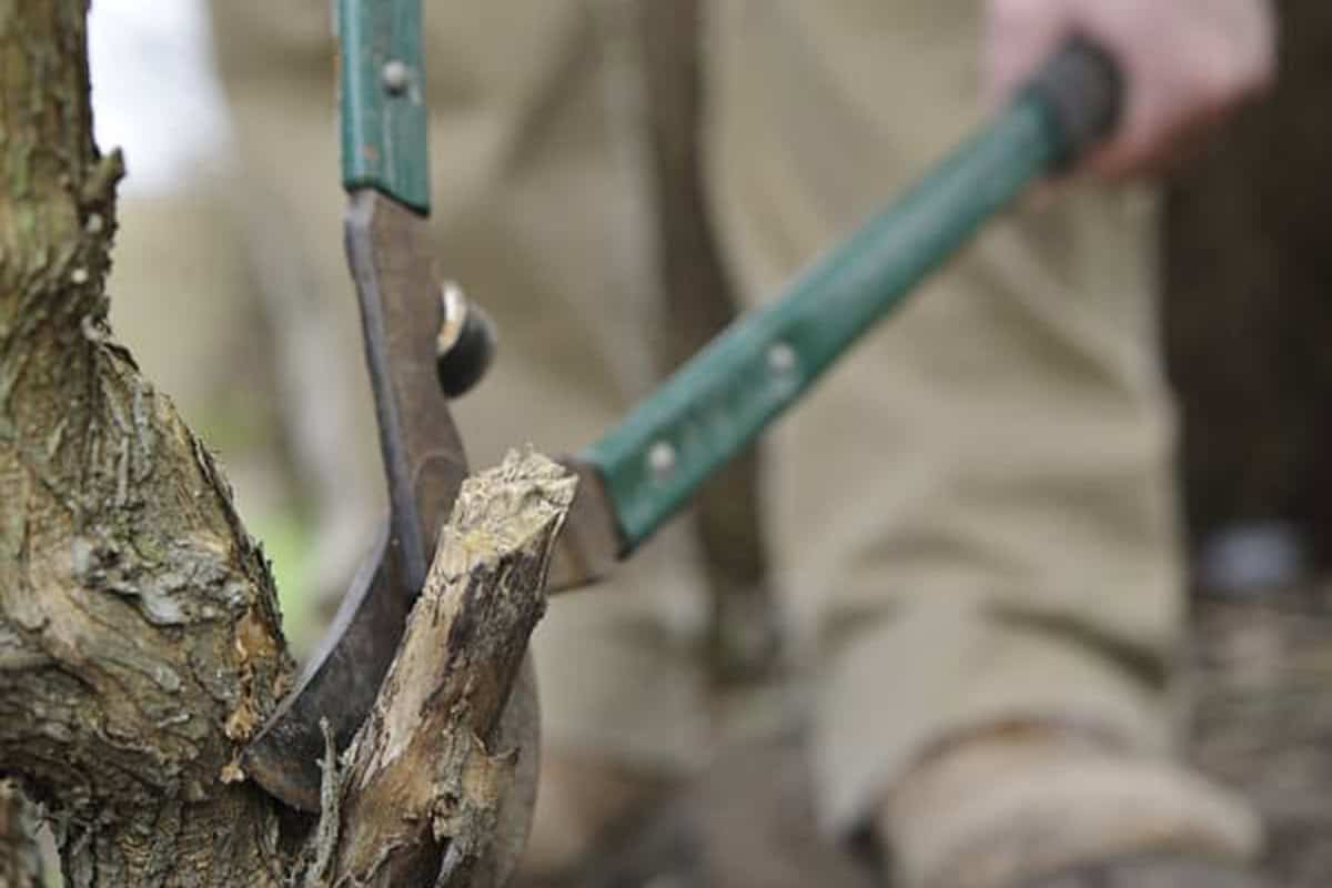 Strihanie kríka buddleia: kedy a ako to robiť?