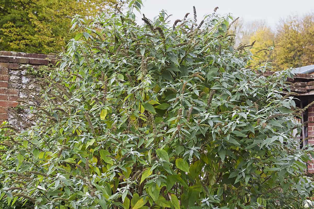 Strihanie kríka buddleia: kedy a ako to robiť?