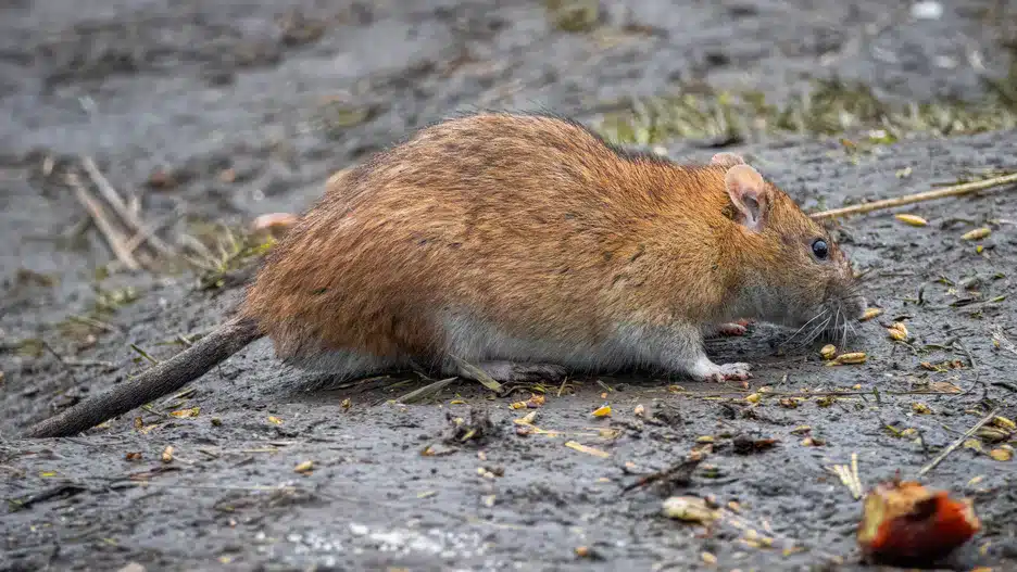 Nezamieňajte ho s potkanom. Akonáhle ho zbadáte, treba konať rýchlo.