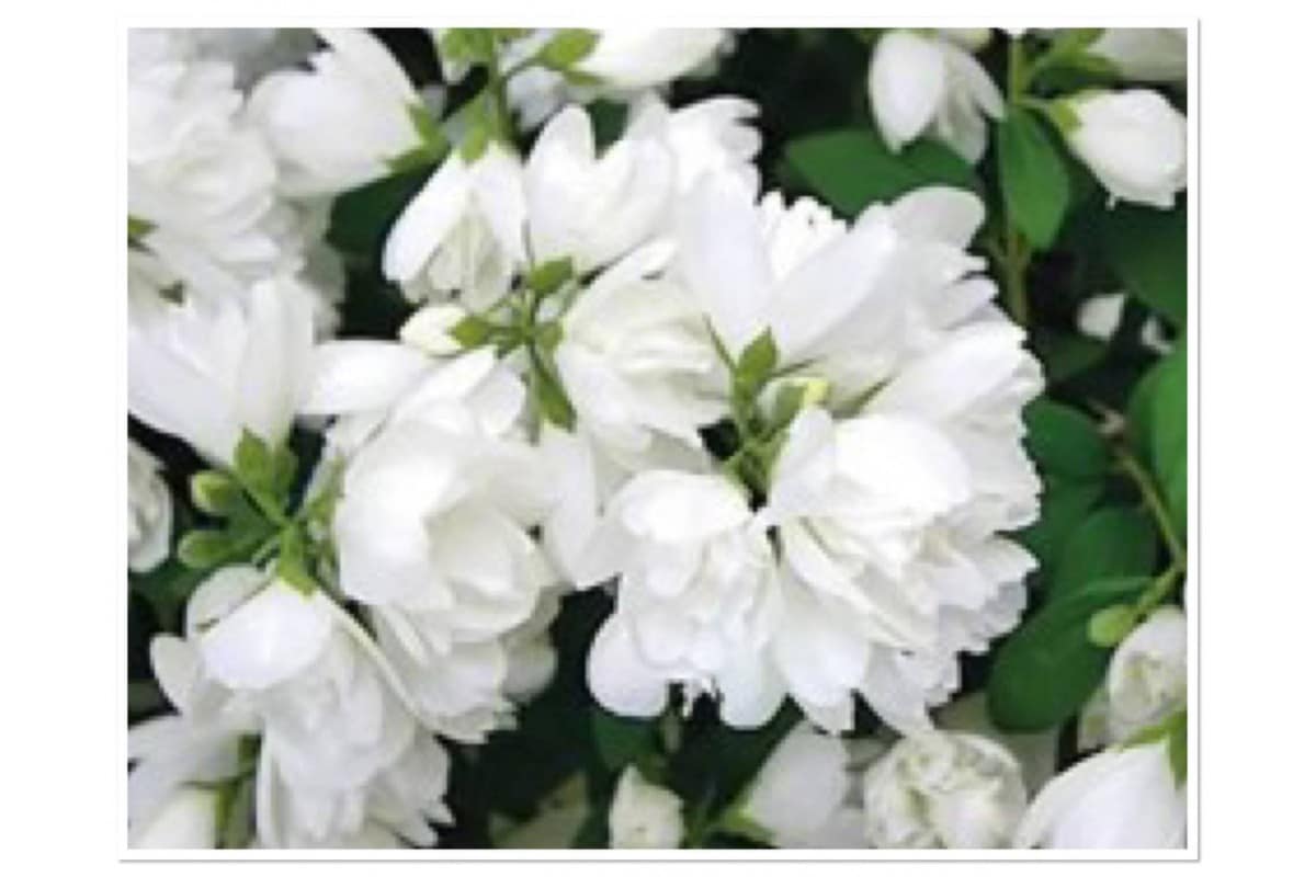 Ako rozmnožiť jasmín nebeský: vaša záhrada bude kvitnúť 365 dní v roku.