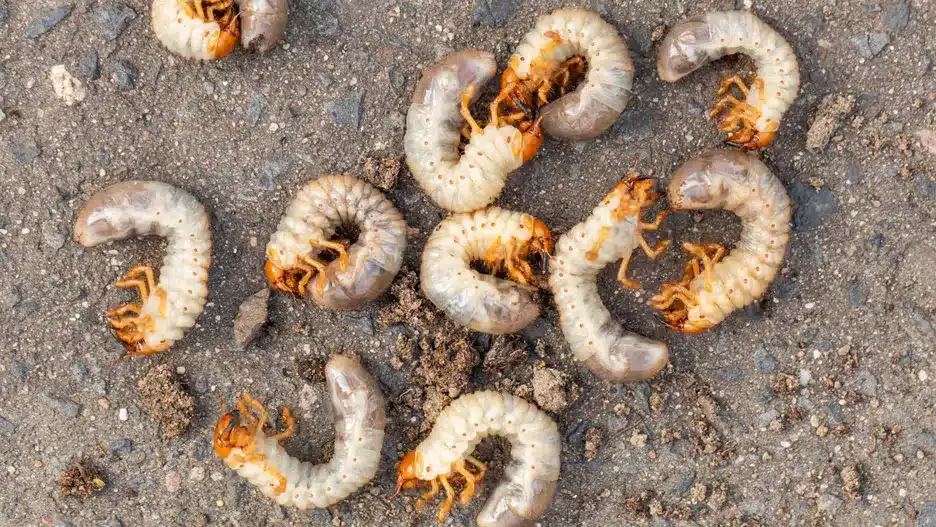 Urobte to hneď teraz vo vašej záhrade. Tak odhalíte prezimujúce larvy.