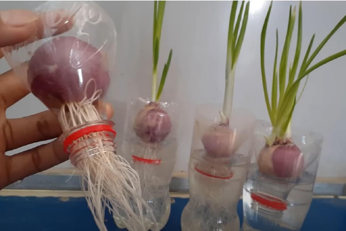 Cibuľa rastie bez pôdy a vody a len málo ľudí o tom vie.