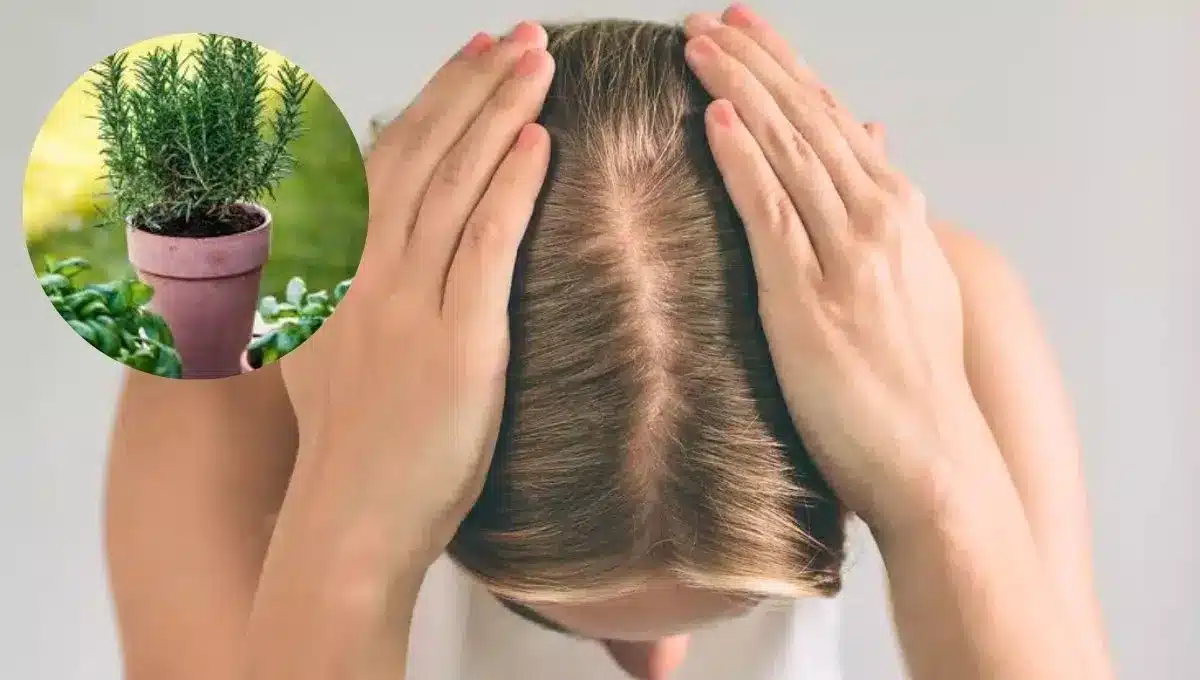 Ako zabrániť vypadávaniu vlasov u žien pomocou rozmarínu: účinný domáci prostriedok