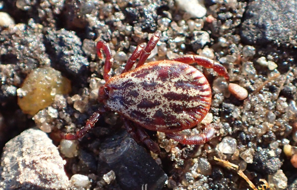 Je to pravda? Čím chladnejšia je zima, tým menej škodcov je v lete.