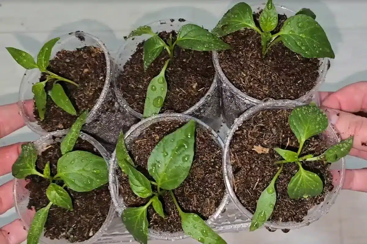 Ak teraz nezasijete semená, vaše papriky nebudú mať čas priniesť plody. Skontrolujte dátumy sejby.