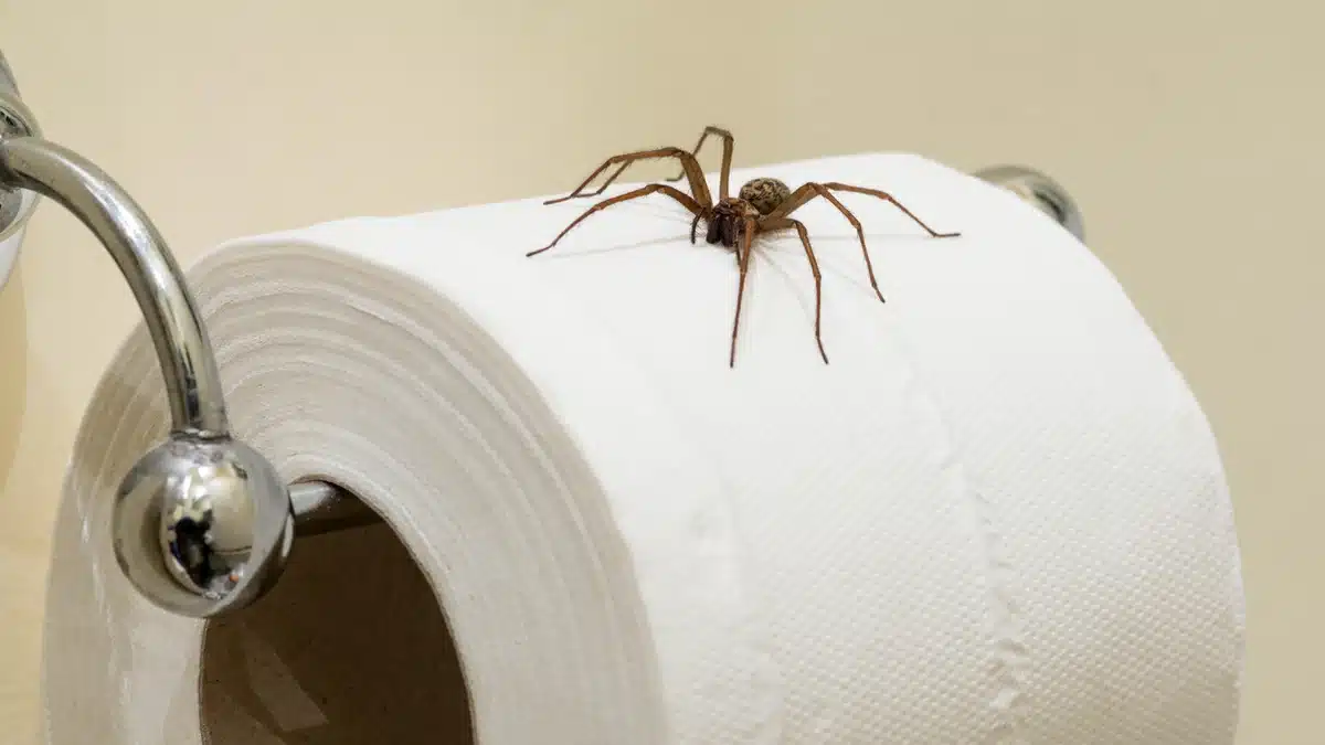 Máte doma pavúkov? Tento jednoduchý trik funguje okamžite.