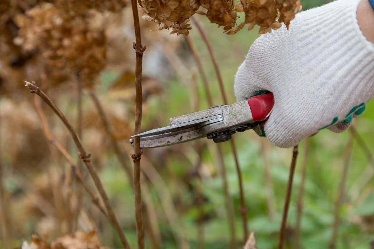 Nesprávne strihanie spôsobí, že v tejto sezóne nekvitnú. Strihanie hortenzií po zime.