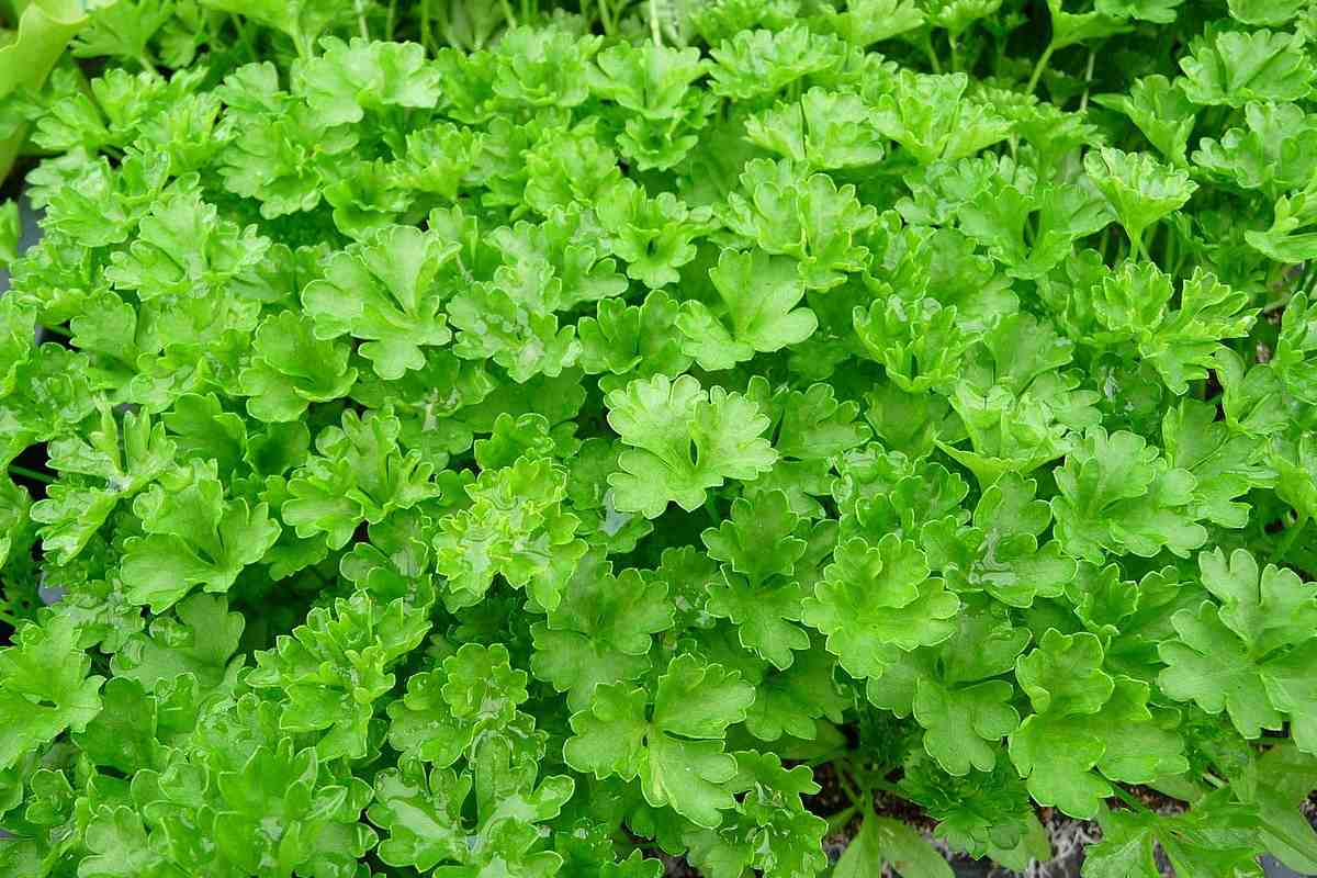 Obsahuje viac železa ako petržlen. Hrstka denne podporuje energiu a imunitu.