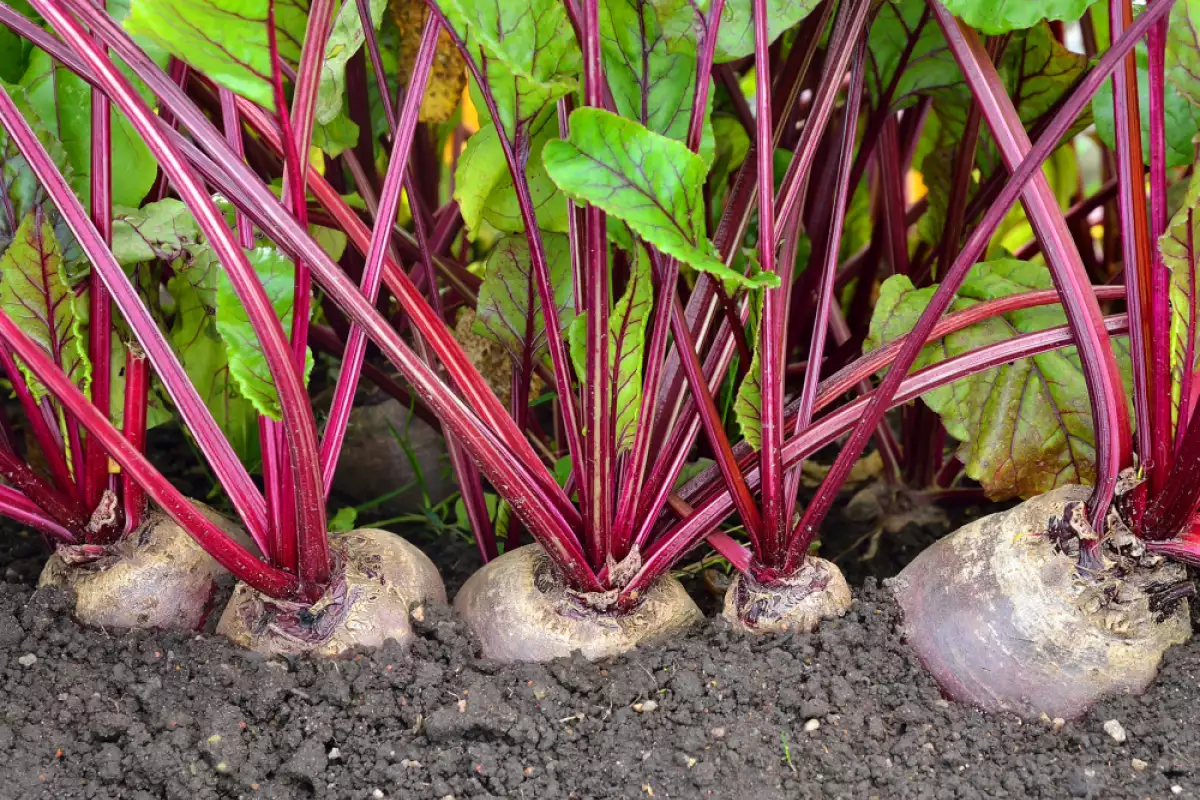 Nikdy túto rastlinu nesadzte vedľa paradajok. Namiesto úrody budete mať problémy.