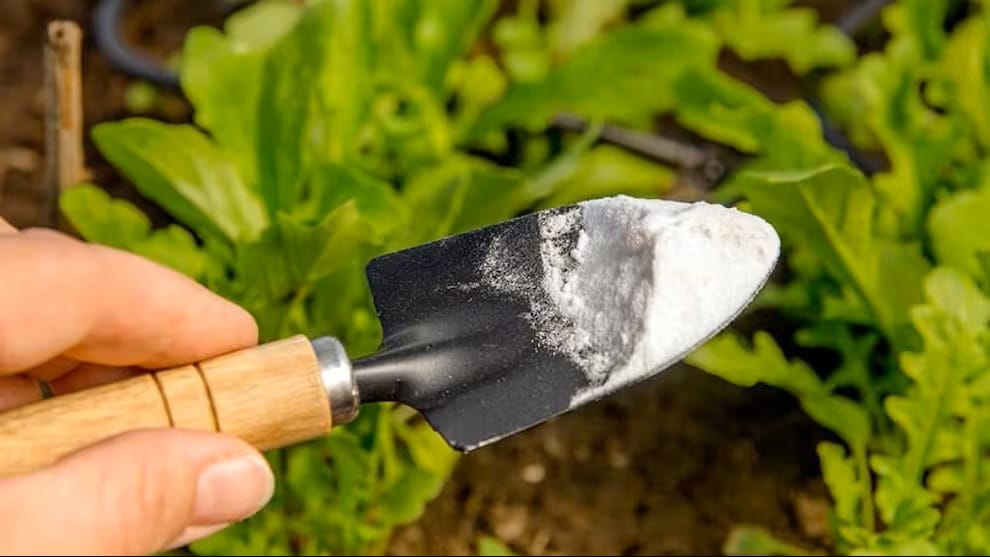 Posypávanie kvetináčov a záhrady jedlým sódou: načo je to potrebné a prečo sa to odporúča.