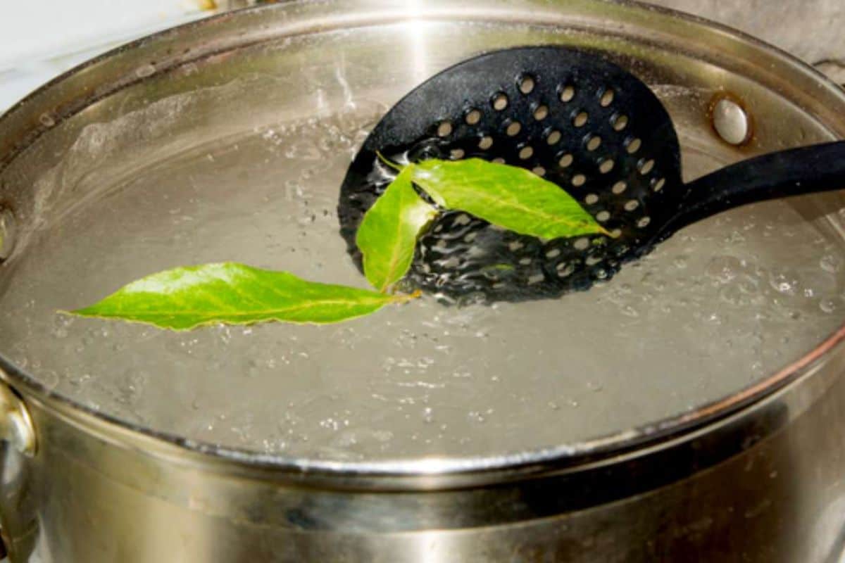 Varenie bobkových listov v octe: načo je to potrebné a prečo sa to odporúča.