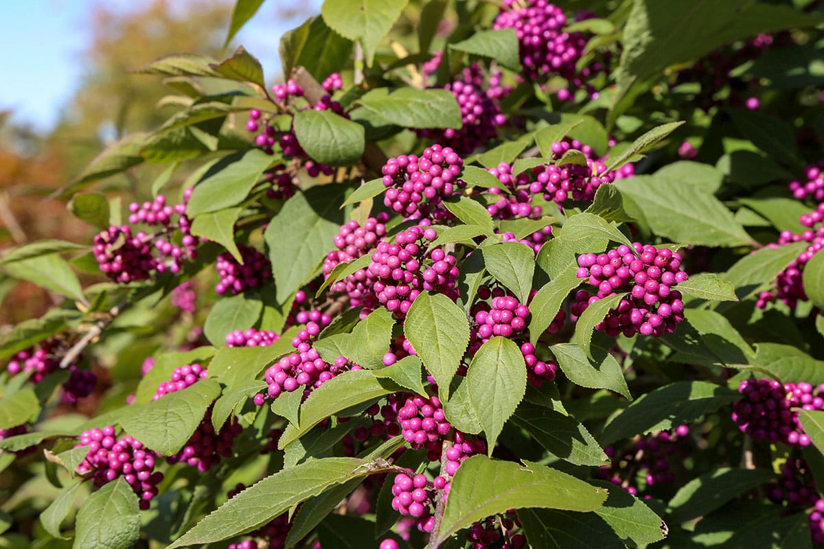 Mrazuvzdorný ker, ktorý voňajúci po celý rok: jemný tajomstvo skutočne očarujúcej záhrady.