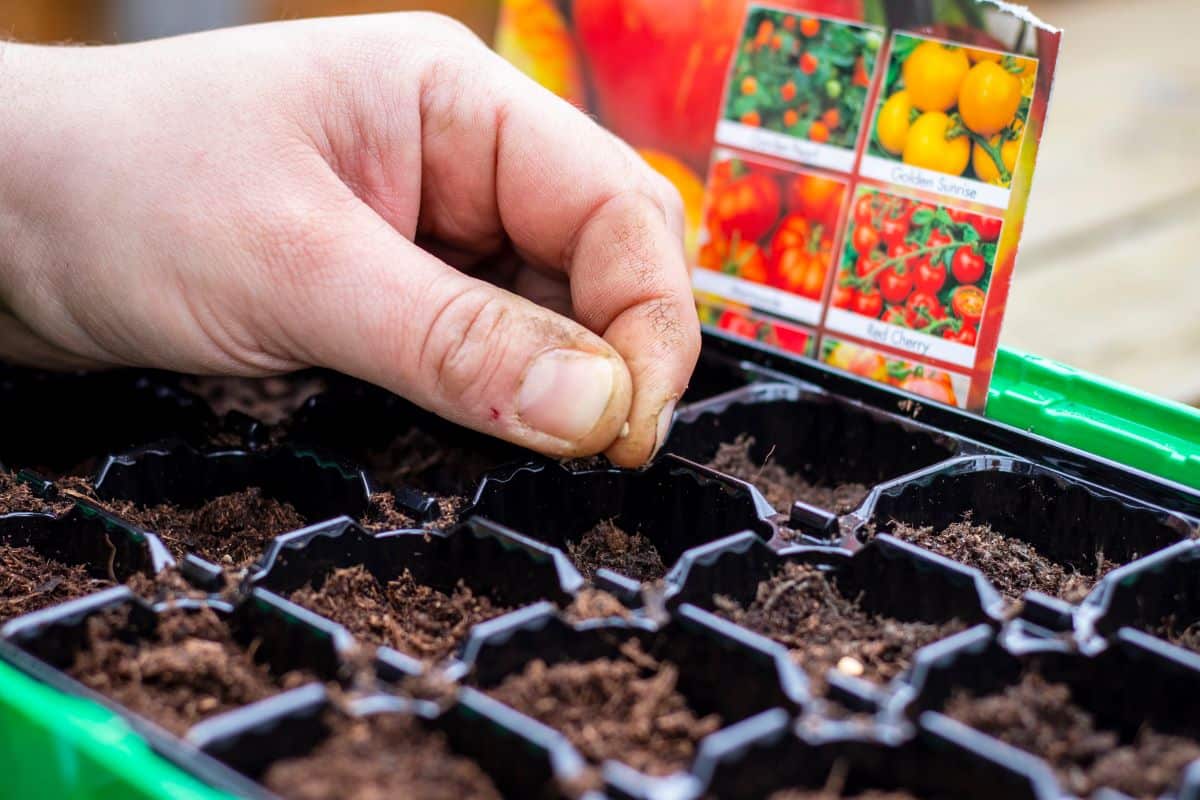 Počítam termíny výsevu bez kalendárov a tabuliek. Za 6 rokov som sa ani raz nemýlil so sadeničkami