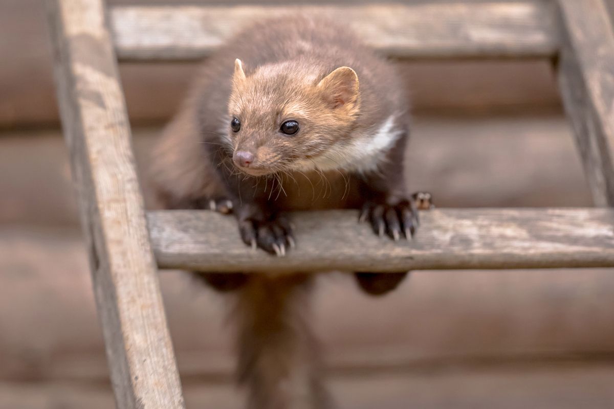 Nastriekajte prostriedok na niekoľko miest. Lasice sa v strachu rozbehnú.