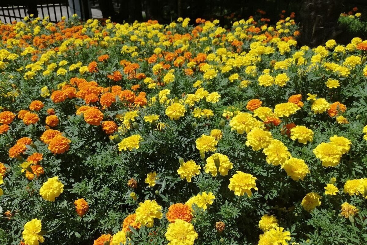 Na jar túto zmes nalejte na záhony. Larvy zmiznú skôr, ako zničia vašu záhradu.