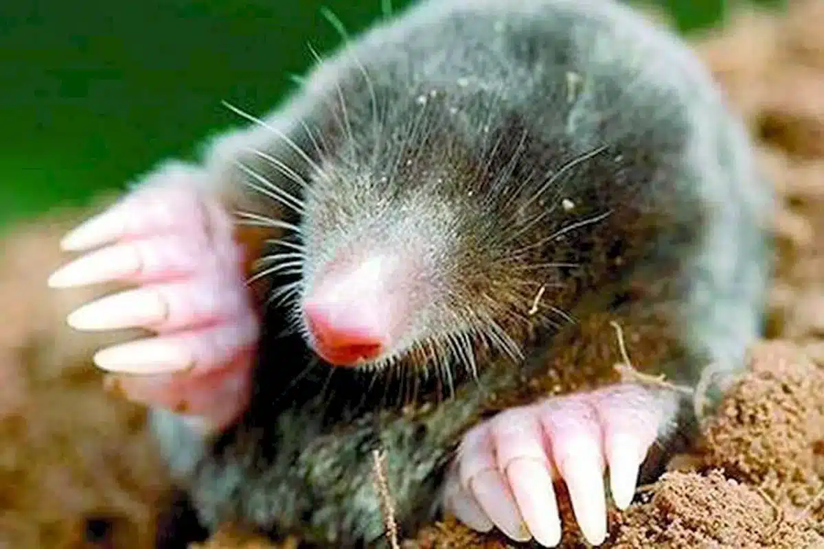 Hodte list na hromadu. Voní ako krtko. Utečie čo najďalej.