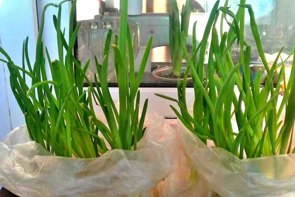 Cibuľa rastie bez pôdy a vody a len málo ľudí o tom vie.