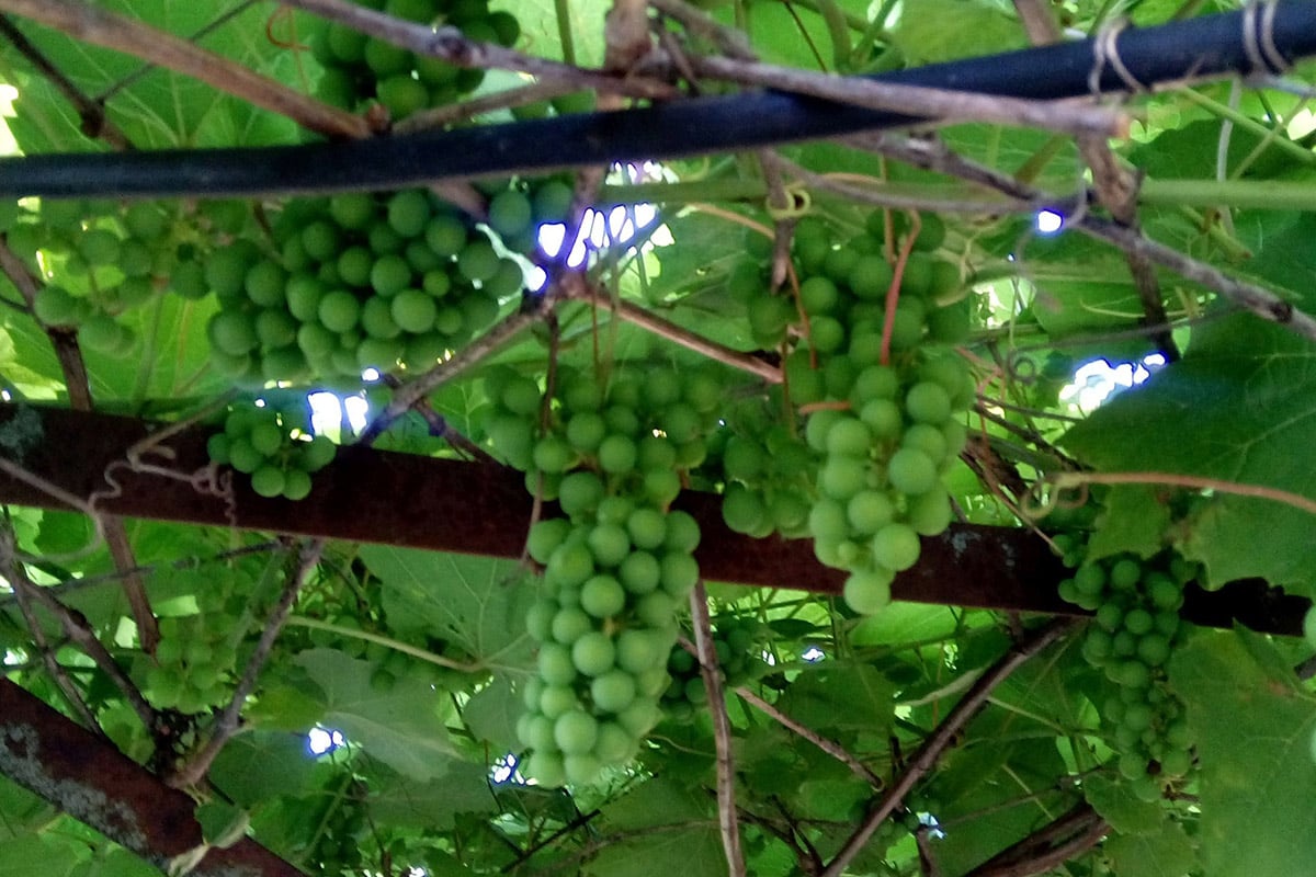 Takto by ste mali postupovať s viničom v zime. Počas sezóny budete zbierať plody do košov.