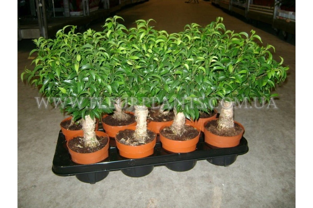 Váš fikus stráca listy? Stačí použiť toto domáce hnojivo a rýchlo sa zotaví.