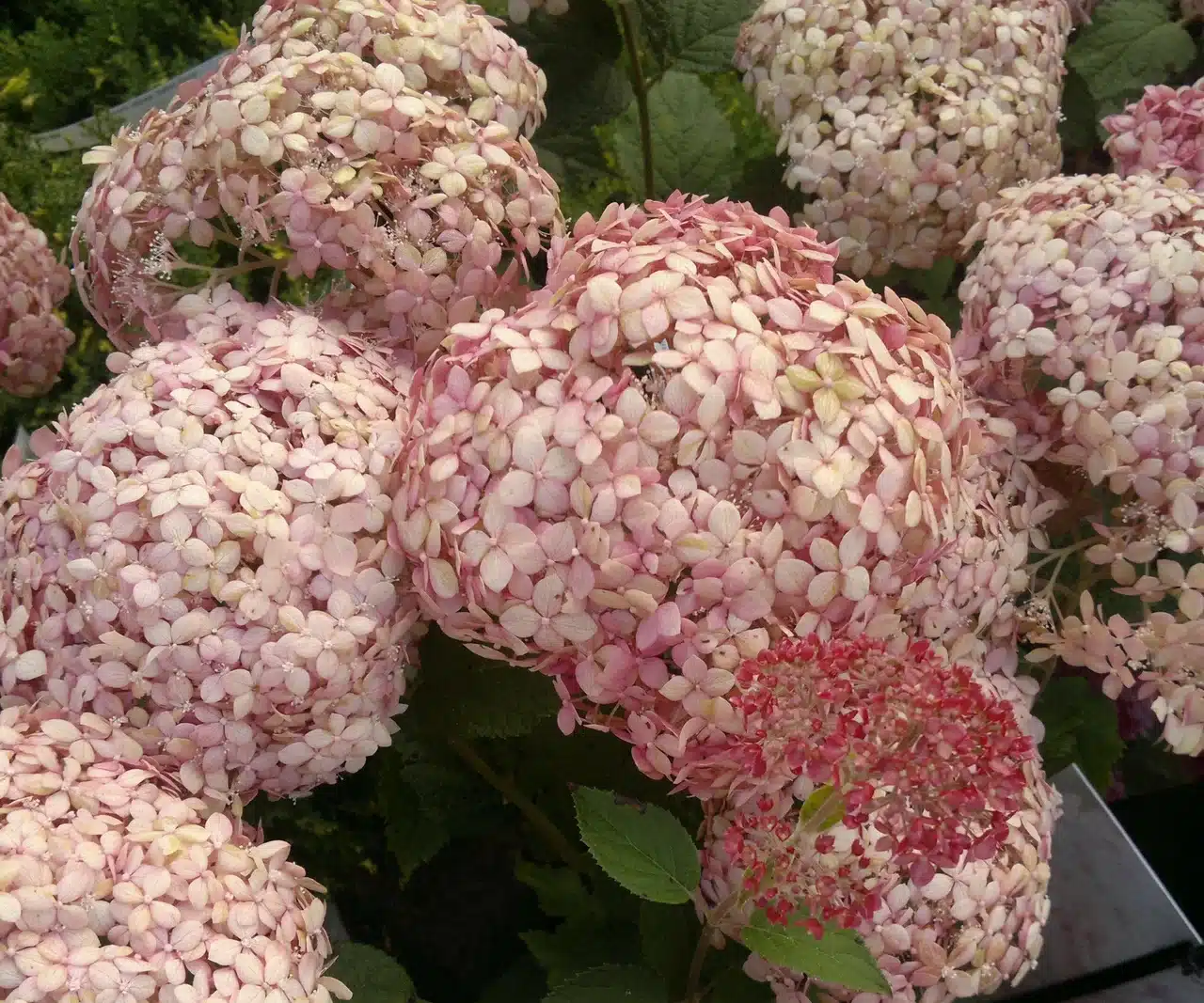 V marci ho zakopte pod kríky hortenzií a do leta budete mať nespočetné množstvo kvetov.