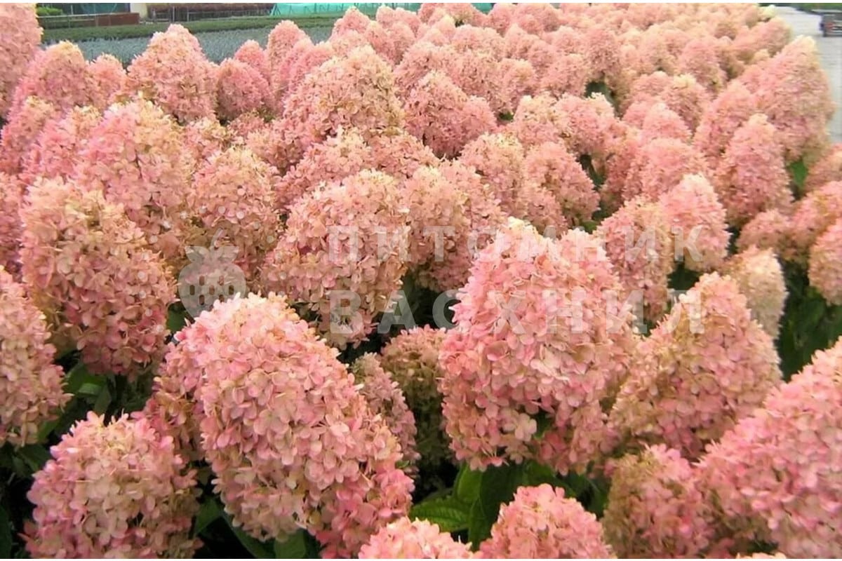 Hortenzie latovité: 3 bežné chyby pri rezaní